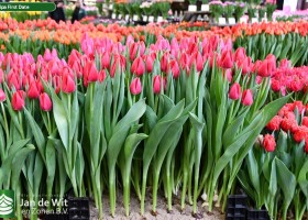 Tulipa First Date ® (1)